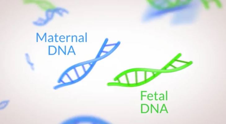 Panorama foto 3 frammenti di geni fetali e materni nella circolazione materna da youtube BABYGEN