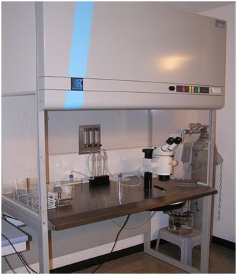 labor x prep del seme