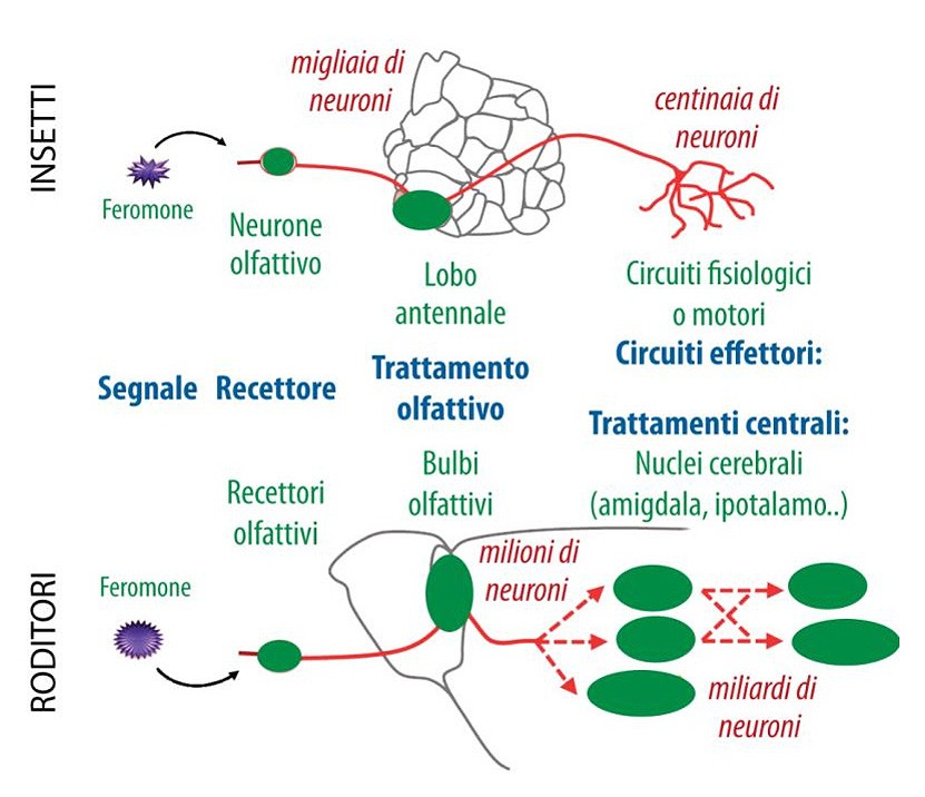 Figura 2 : Comparazione ed evoluzione, fra gli insetti e i mammiferi, dei circuiti olfattivi e dei circuiti di trattamento delle informazioni olfattive (adattato al rif.3).
