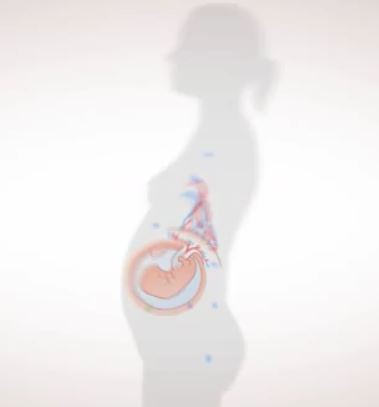 Panorama frammenti di geni fetali dalla placenta  alla madre da youtube BABYGEN