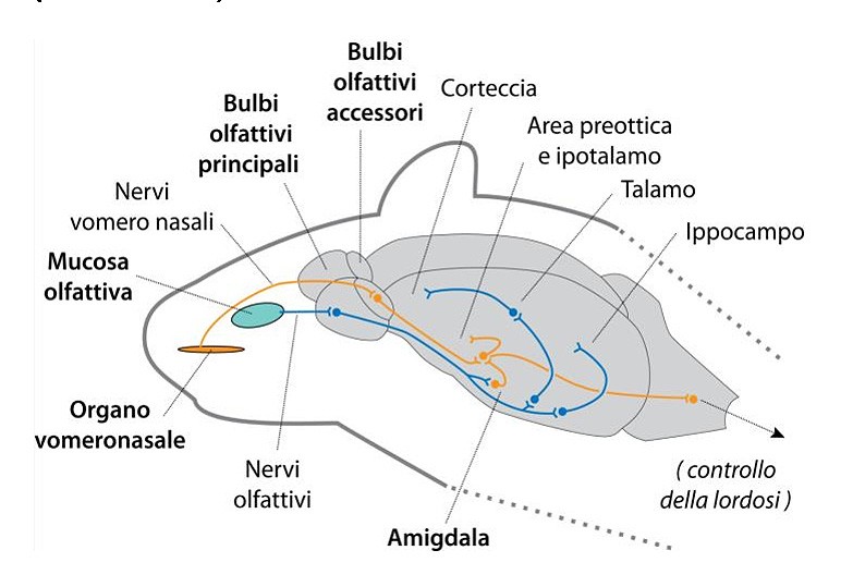 Figura 1 : Circuiti olfattivi nei roditori (secondo rif. 14). Figura 1 : Circuiti olfattivi nei roditori (secondo rif. 14).