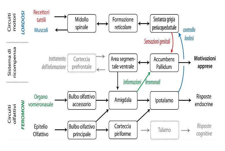 Figura 3 : Circuiti della copulazione eterosessuale, nella femmina dei rodi-tori (secondo rif.14)