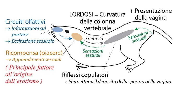schema semplificato