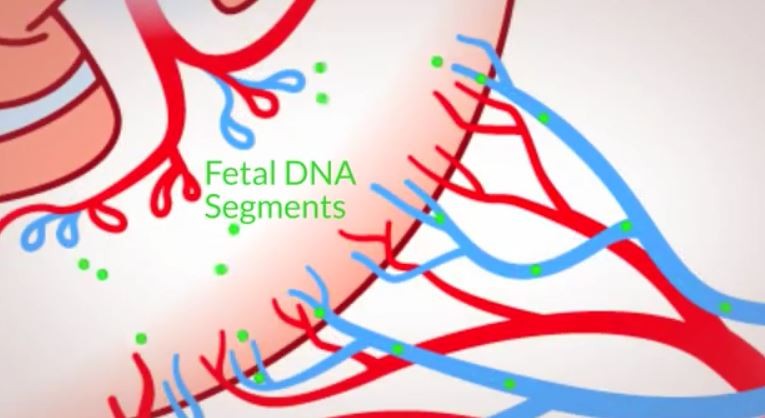 Panorama foto 1 frammenti di geni fetali dalla placenta da youtube BABYGEN