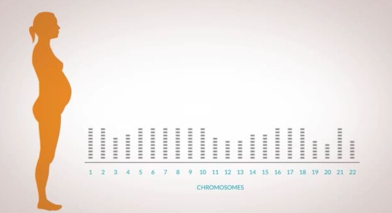 Panorama foto 11 si ricostruiscono i cromosomi