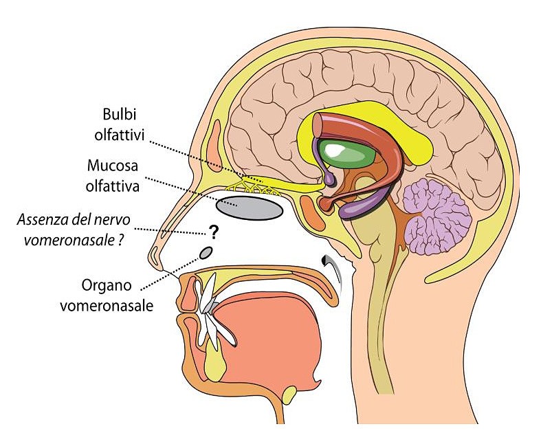 Figura 4 : Strutture olfattive nell’uomo